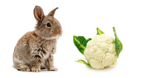 Can bunnies eat cauliflower?