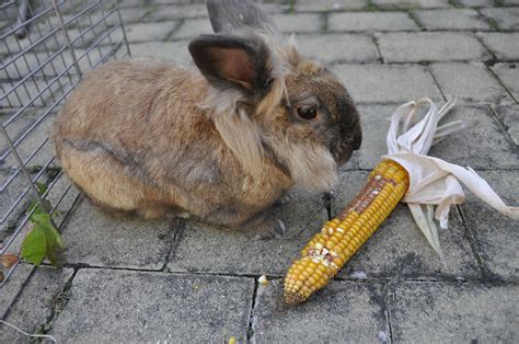 Can bunnies eat corn?