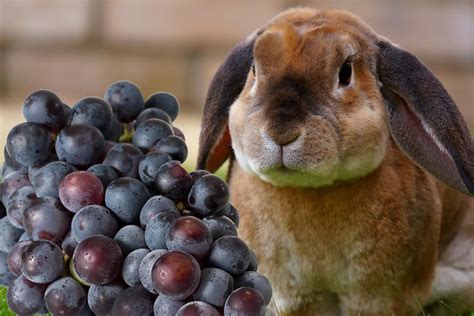 Can bunnies eat grapes?