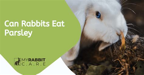 Can bunnies eat parsley?