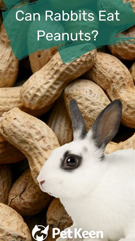 Can bunnies eat peanuts?