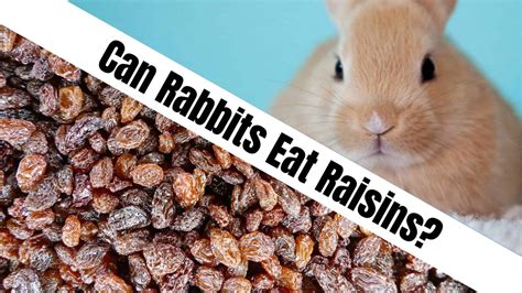 Can bunnies eat raisins?
