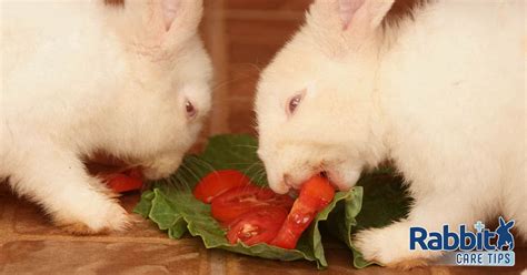 Can bunnies eat tomatoes?
