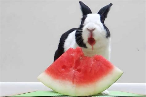 Can bunnies eat watermelon?