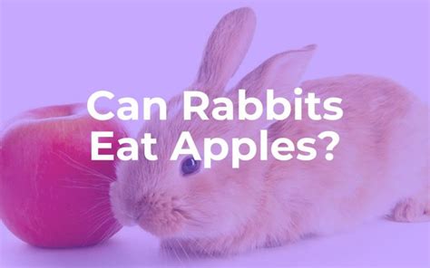 Can bunnies have apples?