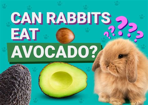 Can bunnies have avocado oil?