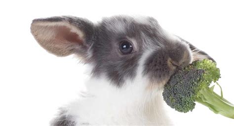 Can bunnies have broccoli?