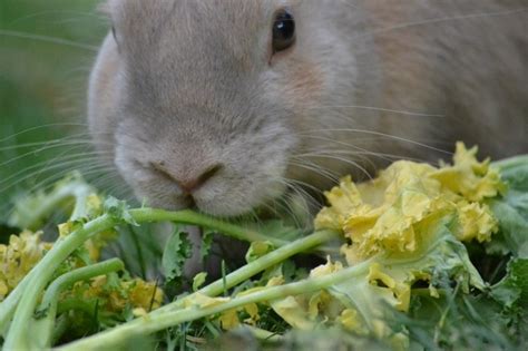 Can bunnies have celery?
