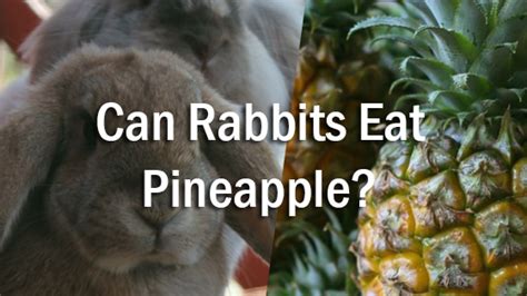 Can bunnies have pineapple?