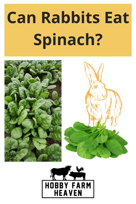 Can bunnies have spinach?