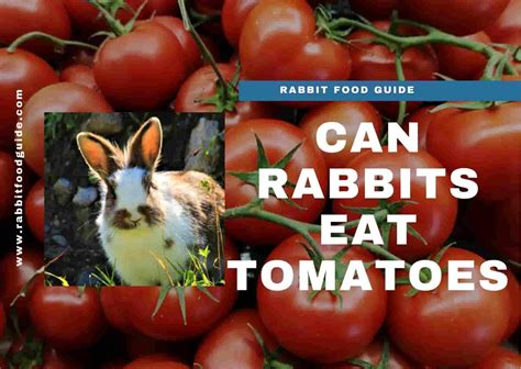 Can bunnies have tomatoes?