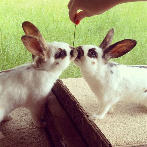 Can bunnies kiss?