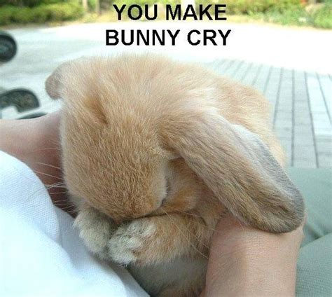 Can bunny rabbits cry?