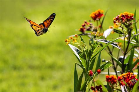 Can butterflies fly if they get wet?