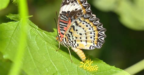Can butterflies lay eggs?