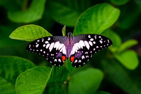 Can butterflies see white?