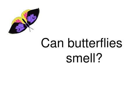 Can butterflies smell?