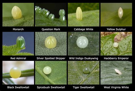 Can butterfly eggs be black?