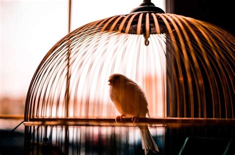 Can caged birds be happy?