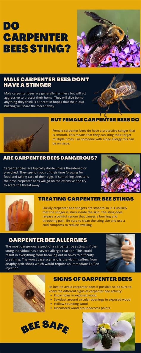Can carpenter bees bite you?