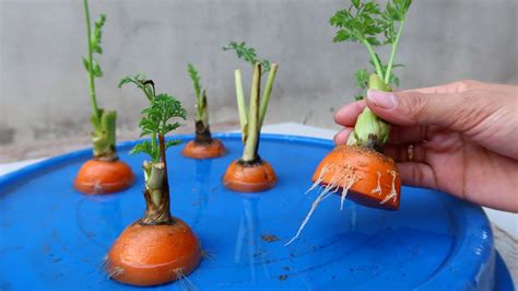 Can carrots be left in water overnight?