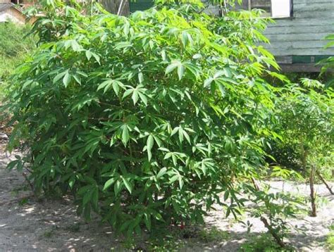 Can cassava be poisonous if not prepared properly?