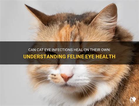 Can cat eye infections heal on their own?