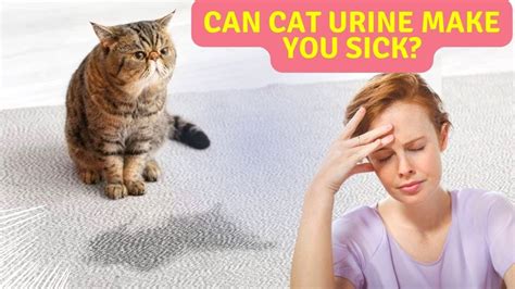 Can cat urine make you sick?