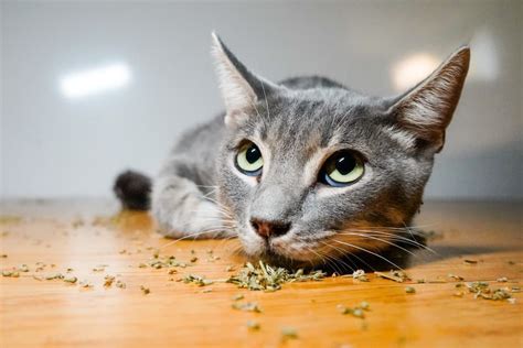 Can catnip help cats get along?