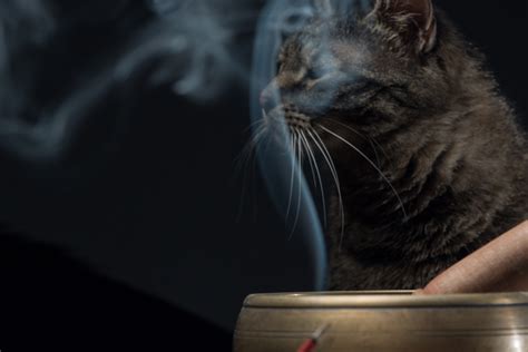 Can cats be around cinnamon incense?