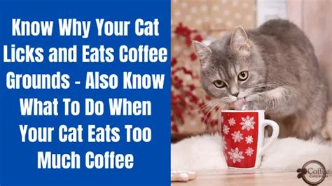 Can cats be around coffee grounds?