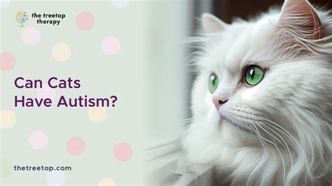 Can cats be autistic?