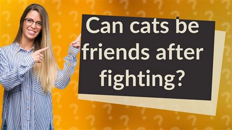 Can cats be friends after fighting?