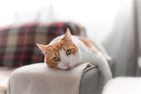 Can cats be left alone for 48 hours?