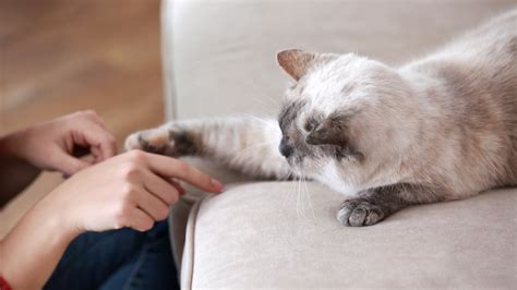 Can cats be taught not to scratch?