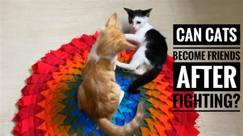 Can cats become friends after fighting?