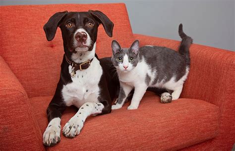 Can cats befriend dogs?