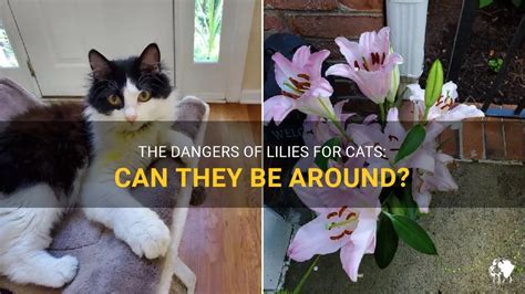 Can cats breathe around lilies?