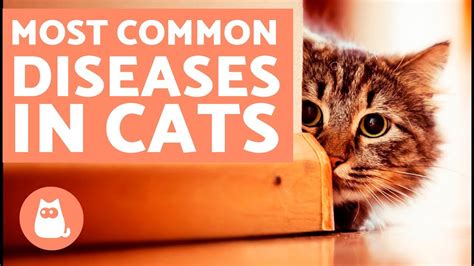 Can cats carry diseases in their fur?