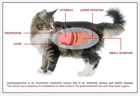 Can cats cause stomach problems in humans?