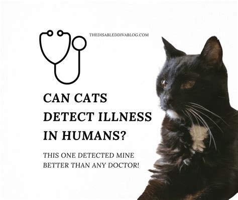 Can cats detect illness in owners?