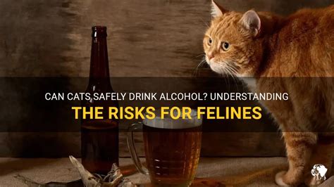 Can cats drink alcohol?