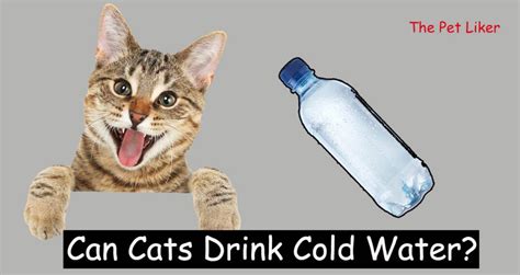 Can cats drink cold water?