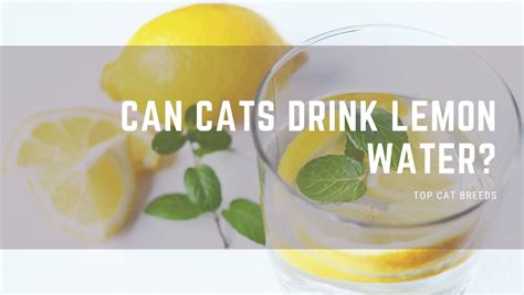 Can cats drink lemon water?