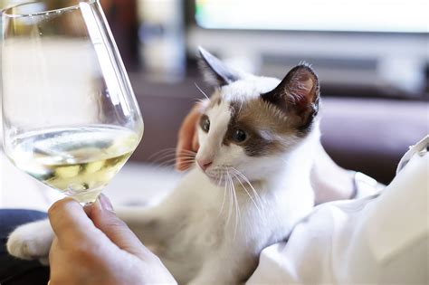 Can cats drink wine?