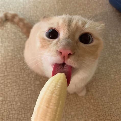 Can cats eat a banana?