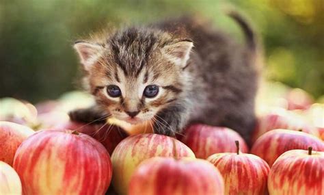 Can cats eat apples?