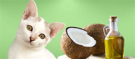 Can cats eat coconut oil?