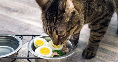 Can cats eat egg?