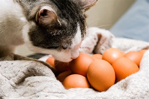 Can cats eat eggshells?